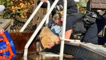 Charlie the cow comforted by a police officer during a rescue in Northfield, New Hampshire, on Monday.