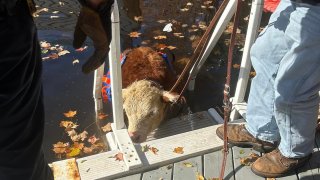 Charlie the cow found himself in too deep when he took a dip in the family pool Monday.