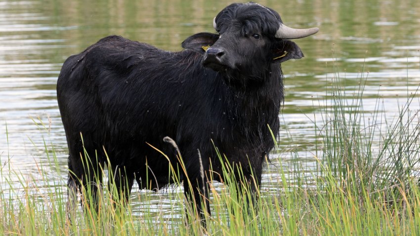 FILE - A water buffalo