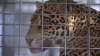 Rescuers reveal tragic background of trafficked jaguar cub abandoned in California