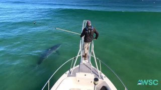 A team of scientists from the
Atlantic White Shark Conservancy track a 12-foot shark off the coast of Chatham, Massachusetts.