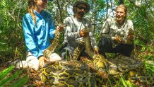 Conservancy biologists Jaimie Kittle, Ian Bartoszek and Ian Easterling with adult Burmese pythons captured in southwestern Florida while tracking a scout snake