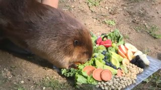 Nibi the beaver with a tray of vegetables during a visit by Massachusetts Gov. Maura Healey on Friday, Oct. 4, 2024.