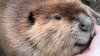 Nibi the beaver staying home! Gov. Healey grants request to stay at wildlife rescue