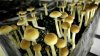 Psychedelics legalization push poised for ballot failure