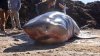 Great White shark that washed up on Cape Cod beach was male named ‘Koala'