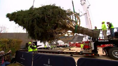 30 Rock Christmas tree cut down, getting ready for NYC