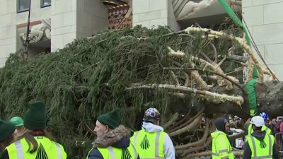 Rockefeller Center Christmas Tree arrives in New York CIty