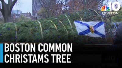 Christmas tree from Nova Scotia arrives on Boston Common