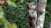 1 monkey recovered safely, 42 others remain on the run from South Carolina lab