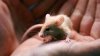 NH shelter's enor-mouse problem: man surrendering nearly 1,000 rodents