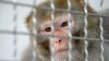 43 escaped research monkeys still loose in South Carolina after caretaker failed to shut two doors