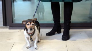 The Duchess Of Cornwall Visits Battersea Dogs Home In Windsor