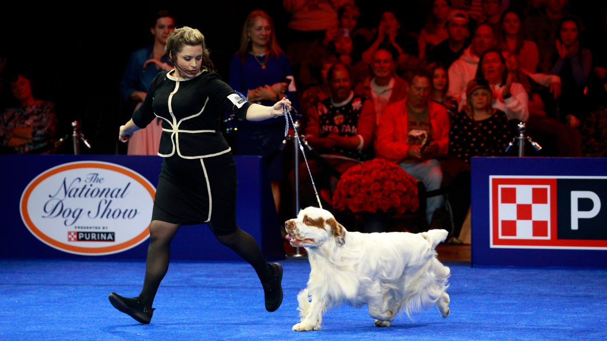 The National Dog Show 2024 How to watch, what to expect and more NECN