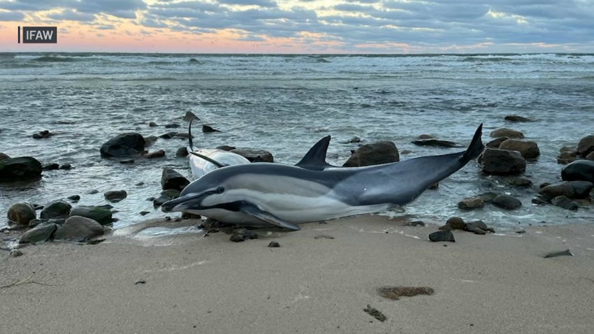 A dolphin stranded on a Cape Cod beach in November 2024.