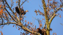 Two turkeys in building in Brookline, Massachusetts, tree the day before Thanksgiving 2024.