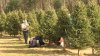 Business booming at Mass. Christmas tree farms on Black Friday