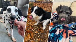 Three dogs recovering after being found in deplorable conditions at a home in Middleborough, Massachusetts.