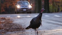 A turkey crossing a street in Brookline, Massachusetts, the day before Thanksgiving 2024.