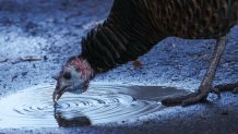 A turkey drinks from a puddle in Brookline, Massachusetts, the day before Thanksgiving 2024.