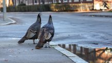 Two turkeys on a sidewalk in Brookline, Massachusetts, the day before Thanksgiving 2024.