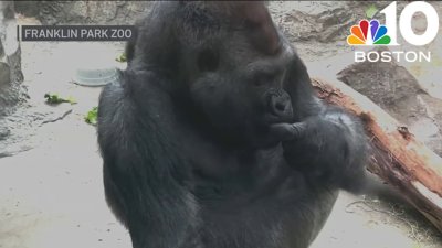 Beloved Franklin Park Zoo gorilla dies after experiencing health issues