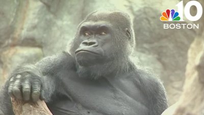 Beloved Boston gorilla Kitombe has died, Franklin Park Zoo says