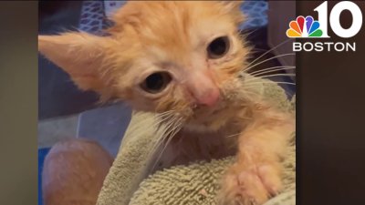 Kitten dies after being found abandoned on Christmas Eve