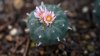 Peyote that grows naturally in South Texas and Mexico threatened