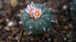 A peyote plant blooms while growing in the nursery at the Indigenous Peyote Conservation Initiative homesite in Hebbronville, Texas, Sunday, March 24, 2024. (AP Photo/Jessie Wardarski)