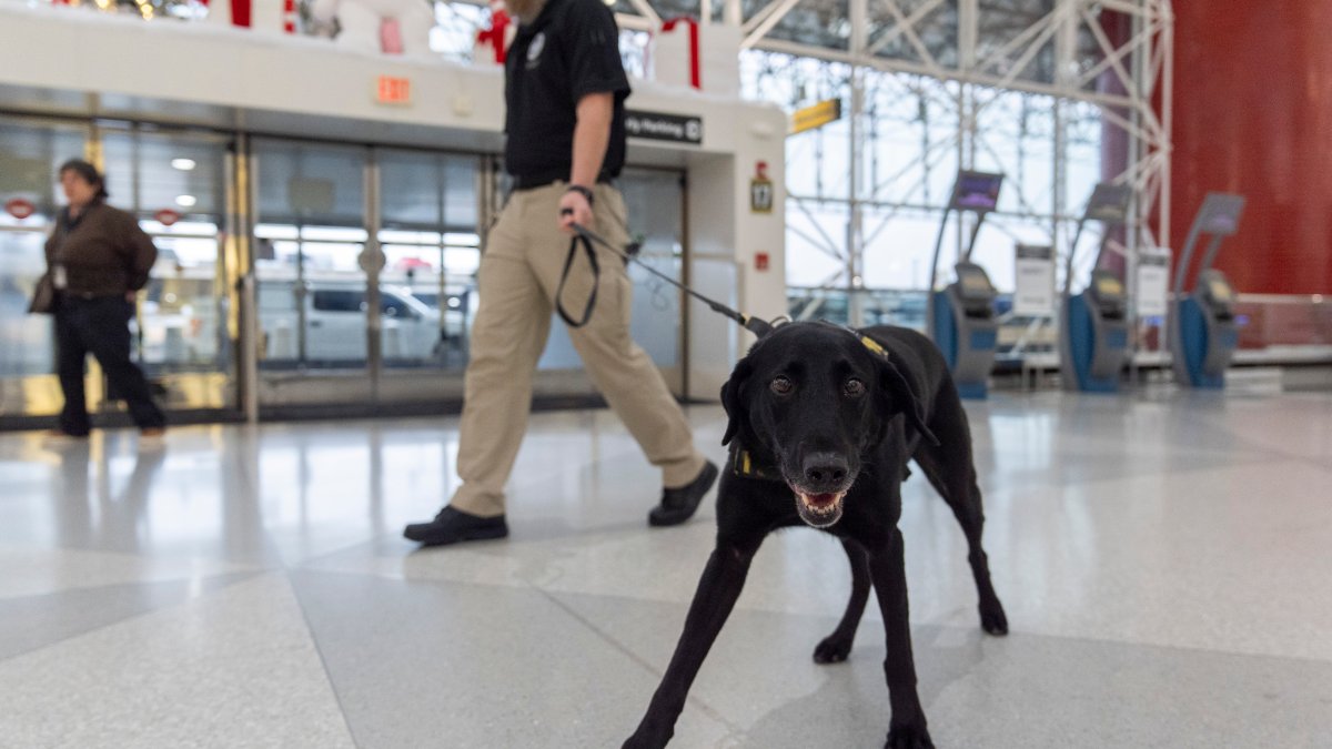 TSA unveils 2025 canine calendar NECN