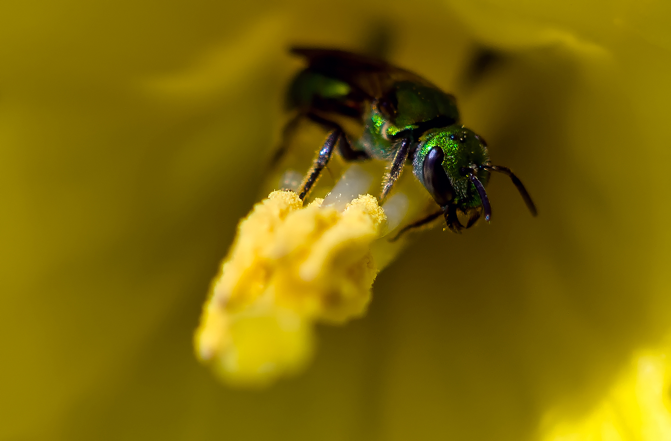 March 31, 2024: An insect enjoys some early pollen in this close-up photo in Revere.