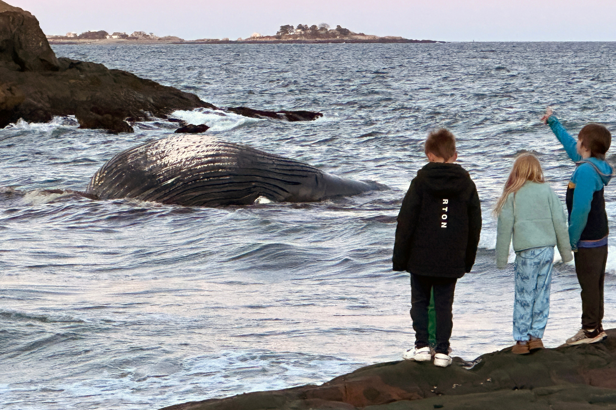 April 25, 2024: A deceased humpback whale appears along the coast in Marblehead. The whale was towed out to sea, only to reappear in Swampscott several days later.