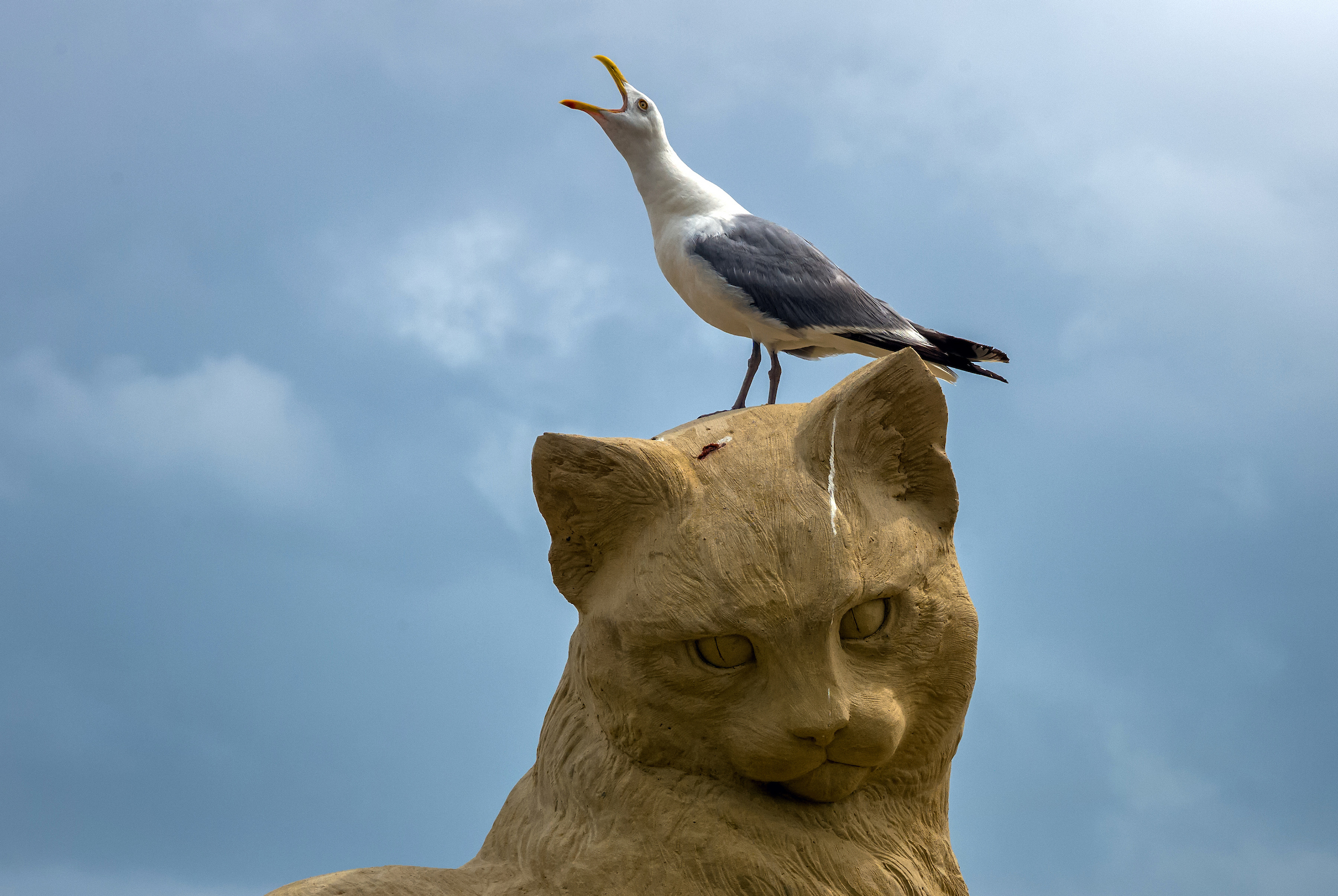 Aug. 9, 2024: A seagull goes about its business atop a sand sculpture of a cat left over from the Revere Beach International Sand Sculpting Festival.