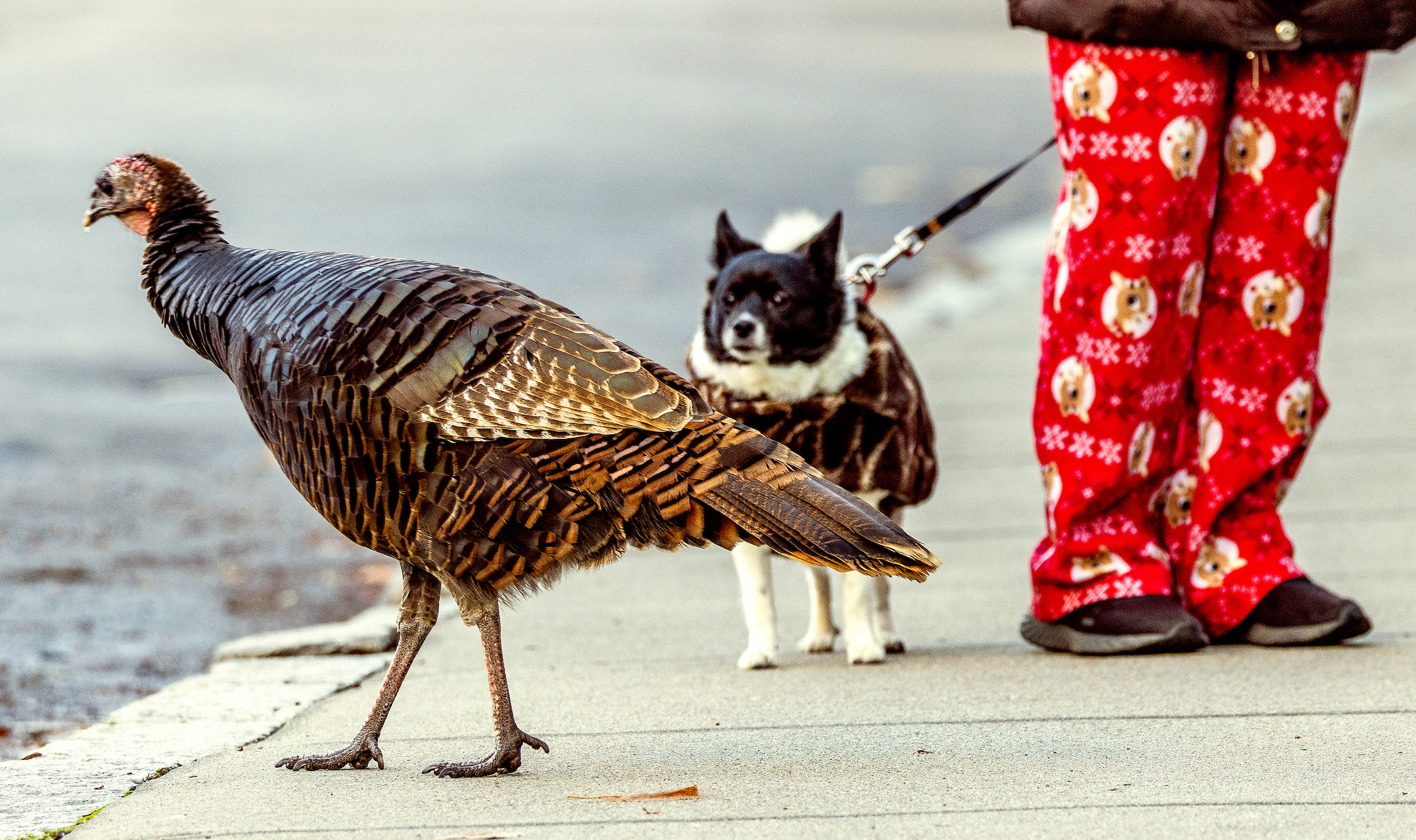 Nov. 27, 2024: Just a day before Thanksgiving, these turkeys apparently have no concerns as they frolic along Brookline’s Pleasant Street.