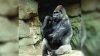 Gorilla at Franklin Park Zoo facing serious health issues, officials say