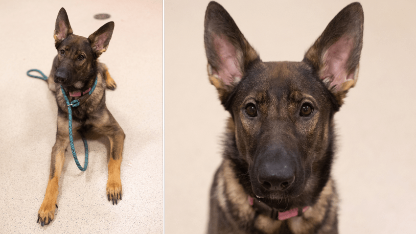 A German shepherd puppy allegedly abused by its owner in East Boston