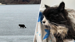 “Tiki,” a 20-year-old blind cat, was rescued after falling into an icy Nabnasset Lake.