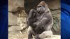 Gorilla at Franklin Park Zoo facing serious health issues, officials say