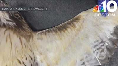 Police investigate ‘barbaric' injuries to hawk