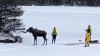 First responders saved a moose that fell through lake ice in New York. Here's how they did it