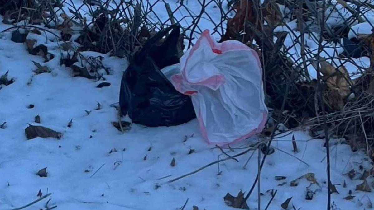 Three newborn puppies found dead, frozen in bags in Connecticut – NECN