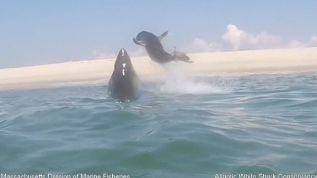 Watch Video Shows Seal S Dramatic Escape From Shark Off Cape Cod Necn