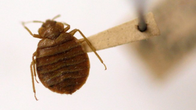 Bed Bugs Force Closure of Urgent Care at Veterans Center